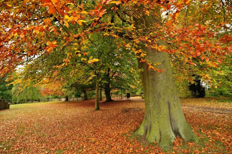 trees, Autumn, Leaves HD Wallpaper Desktop Background