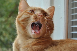 cat, Ginger, Is, Mustache, Yawns
