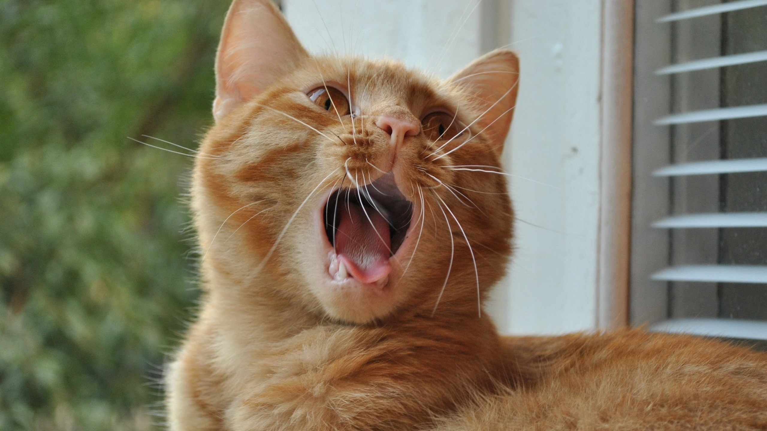 cat, Ginger, Is, Mustache, Yawns Wallpaper