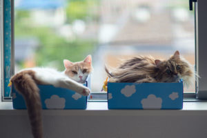 cats, Window, Boxes