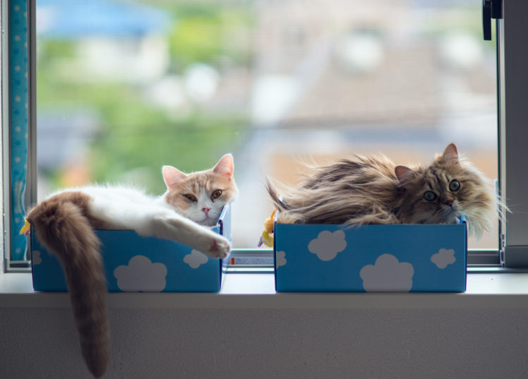 cats, Window, Boxes HD Wallpaper Desktop Background