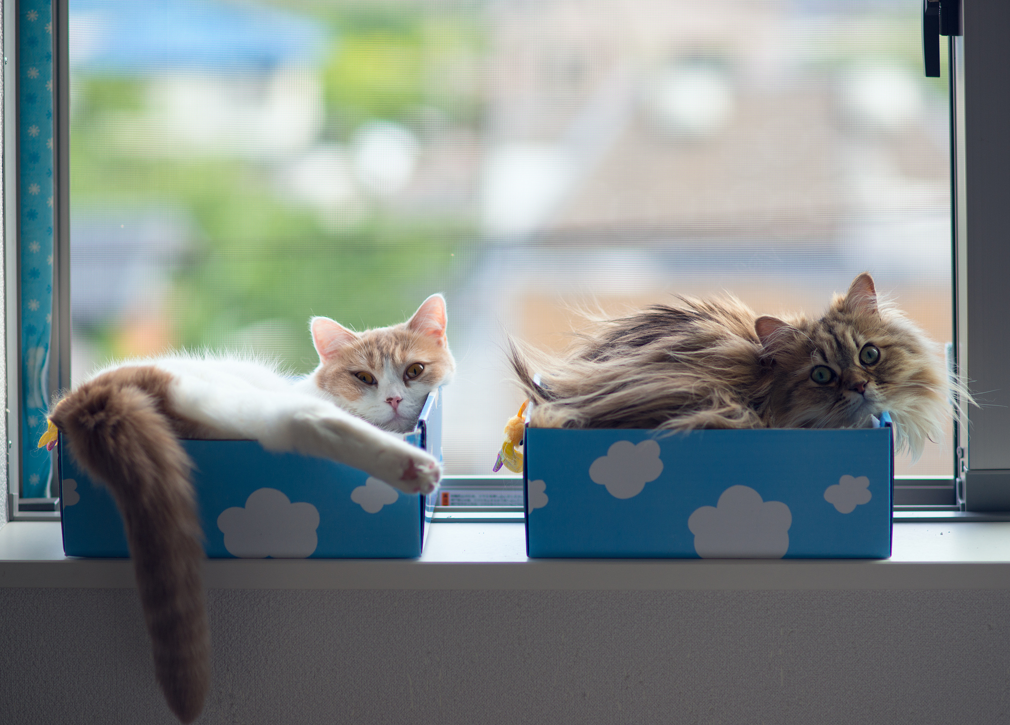 cats, Window, Boxes Wallpaper