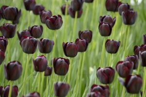 tulips, Dark, Black, Field, Tulips, Black, Field