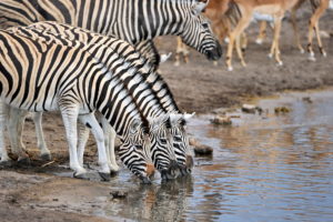 zebras, Animals, Zebra, Pattern, Stripes