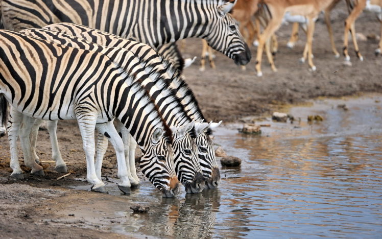 zebras, Animals, Zebra, Pattern, Stripes HD Wallpaper Desktop Background