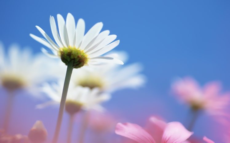 nature, Flowers, Daisy, Plants HD Wallpaper Desktop Background