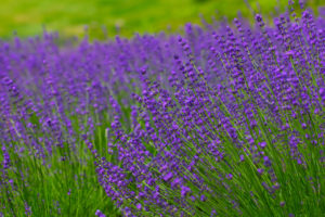 lavender, Meadow, Bokeh