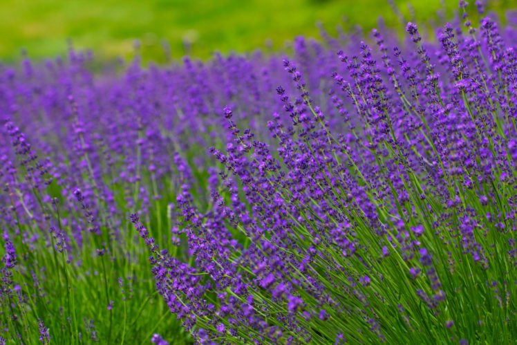 lavender, Meadow, Bokeh HD Wallpaper Desktop Background
