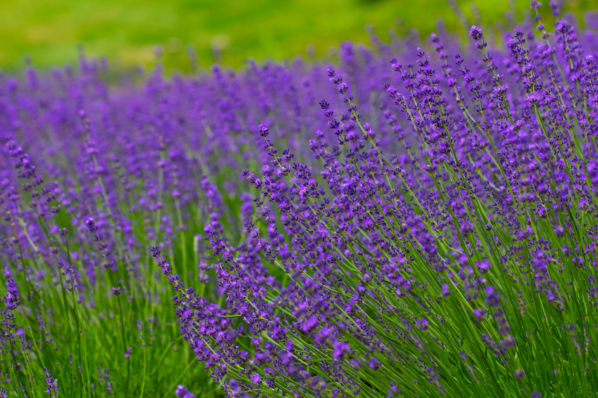 lavender, Meadow, Bokeh Wallpaper