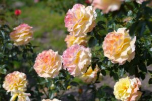 rose, Bush, Flower, Buds