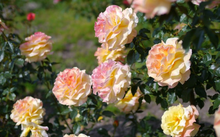 rose, Bush, Flower, Buds HD Wallpaper Desktop Background