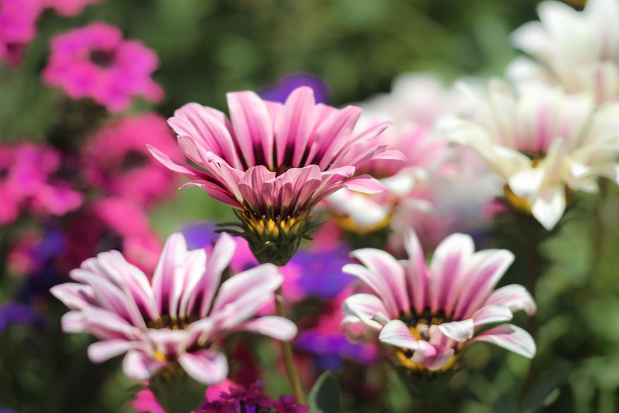 flowers, Mood, Macro, Bokeh Wallpaper