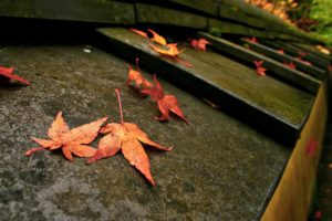 stairways, Macro, Fallen, Leaves