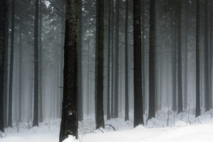 snowy, Forest
