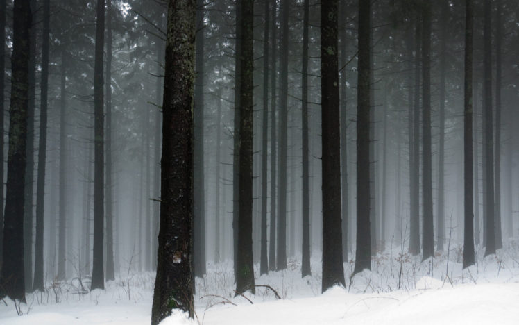 snowy, Forest HD Wallpaper Desktop Background
