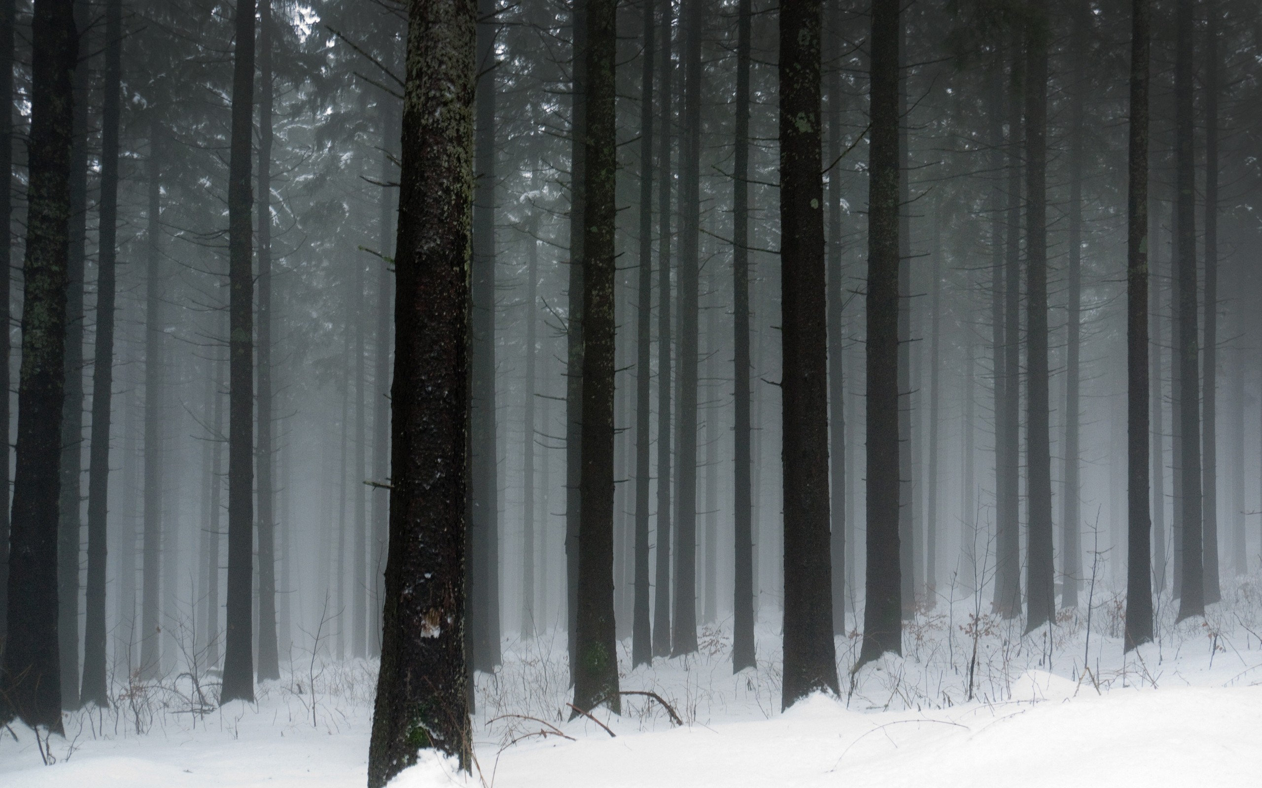 snowy, Forest Wallpaper