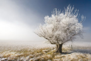 a, Frosty, Tree