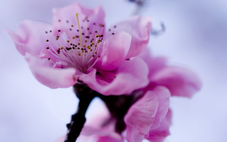 flowers, Tree, Branches, Pink HD Wallpaper Desktop Background