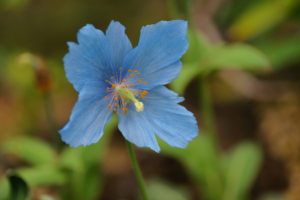 flowers, Blue