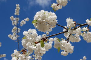 flowers, Tree, Branches, White