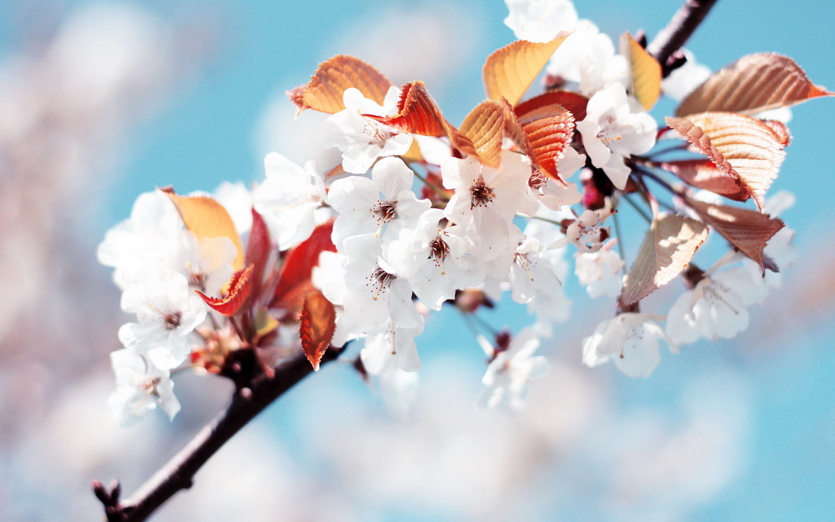 flowers, Tree, Branches, White Wallpaper