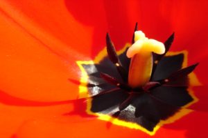 flowers, Tulip, Red