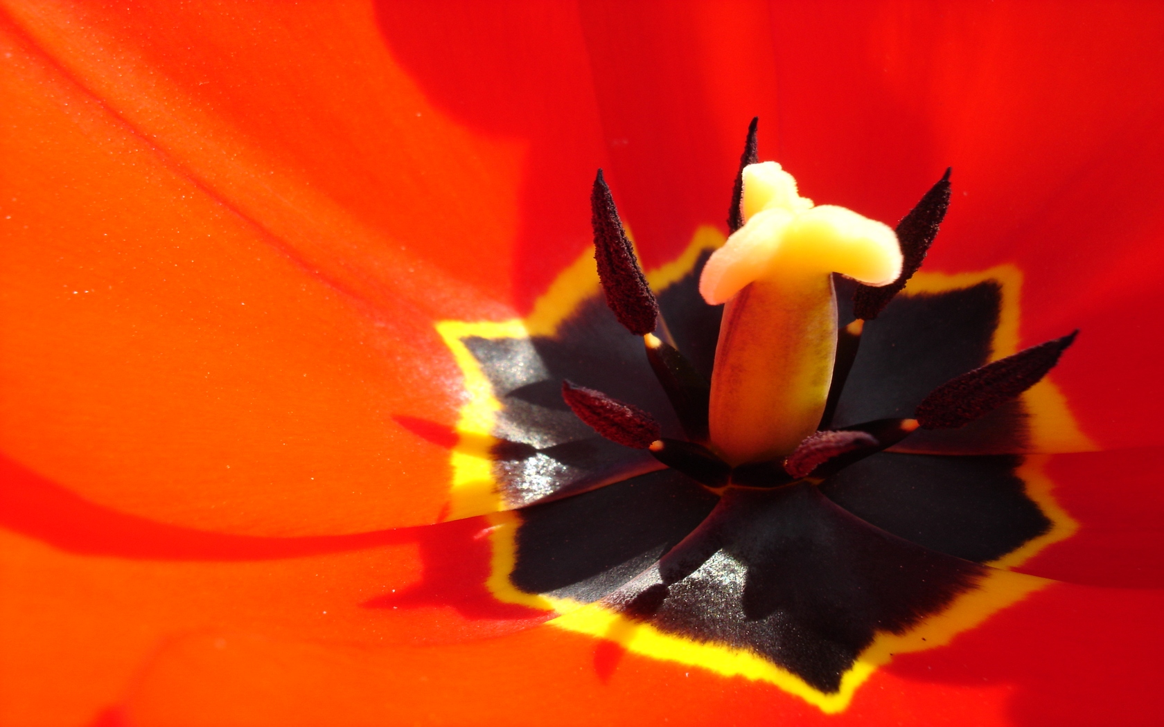 flowers, Tulip, Red Wallpaper