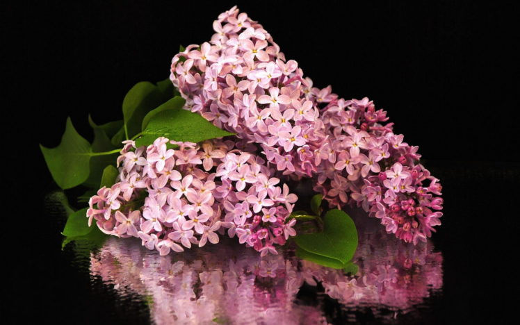 flowers, Lilac, Flower HD Wallpaper Desktop Background