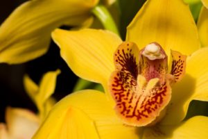 flowers, Orchid, Yellow