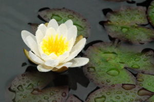 flowers, Water, Lily, White