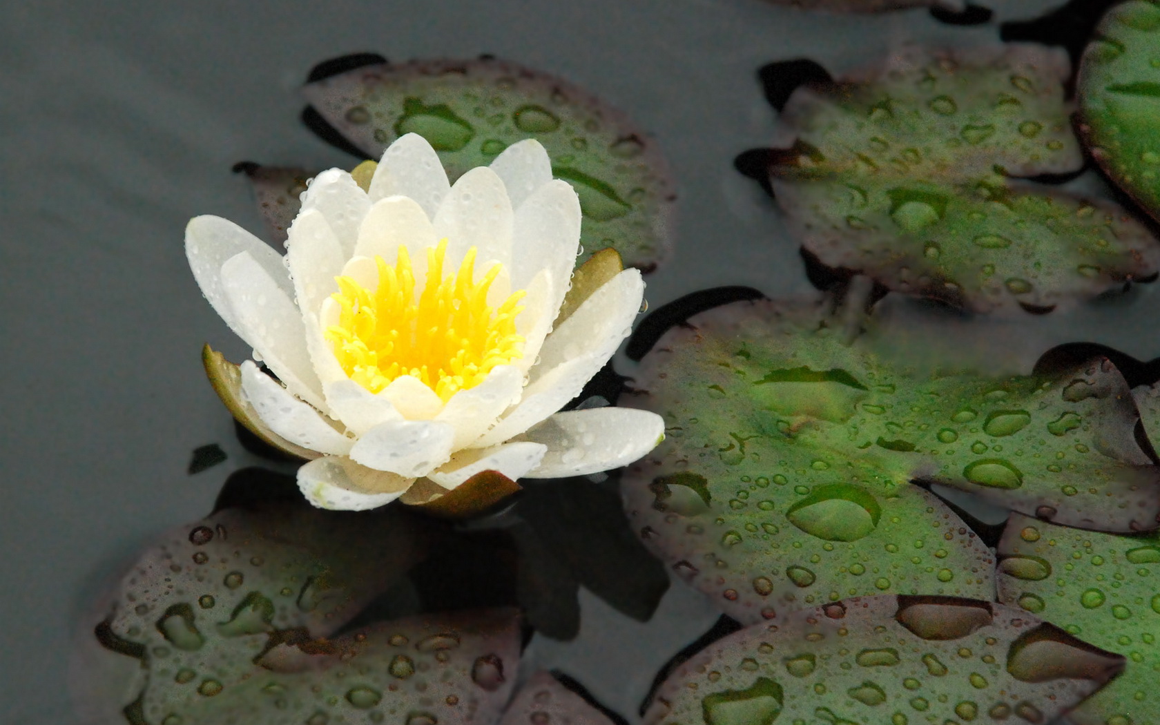 flowers, Water, Lily, White Wallpaper