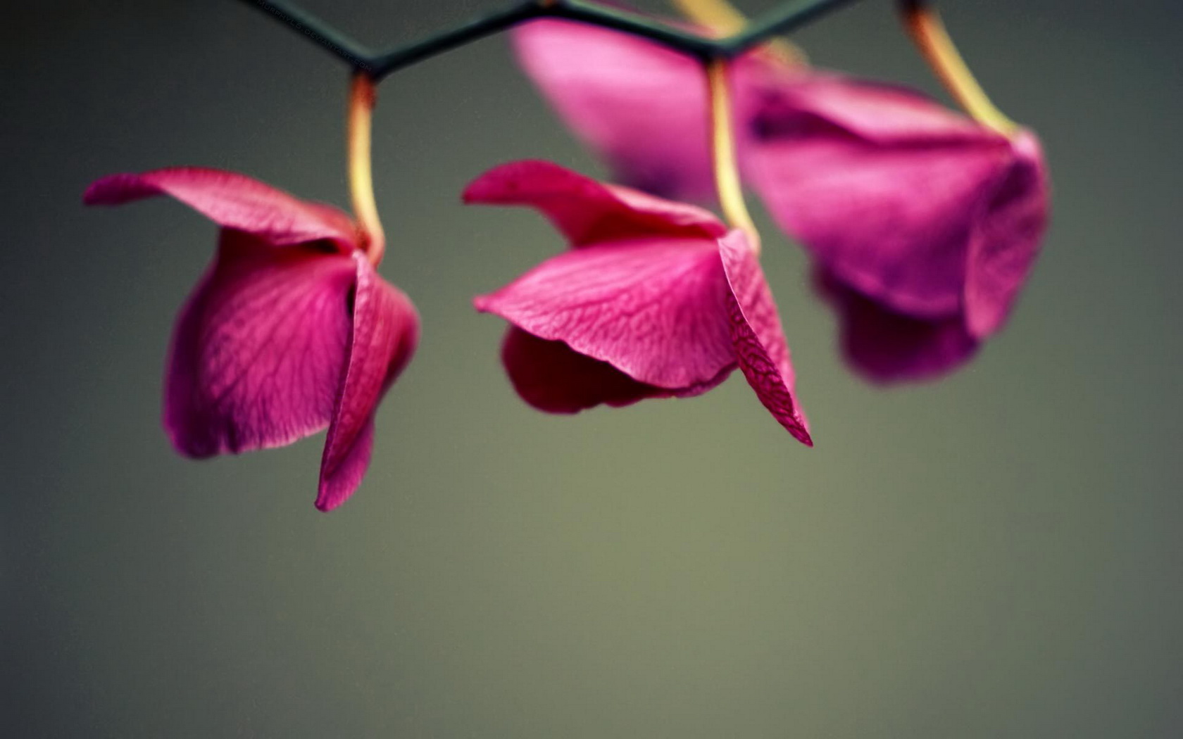 flowers, Orchid Wallpaper