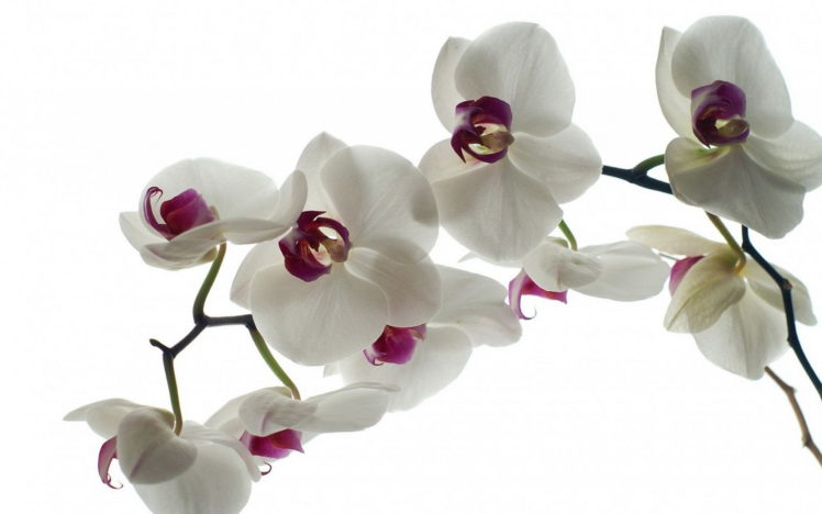 flowers, Orchid, White HD Wallpaper Desktop Background