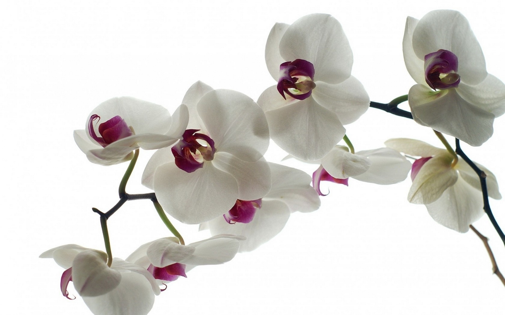 flowers, Orchid, White Wallpaper