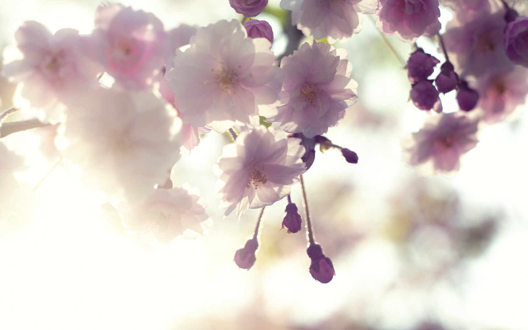 flowers, Tree, Branches Wallpapers HD / Desktop and Mobile Backgrounds