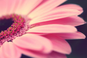 flowers, Gerbera, Pink