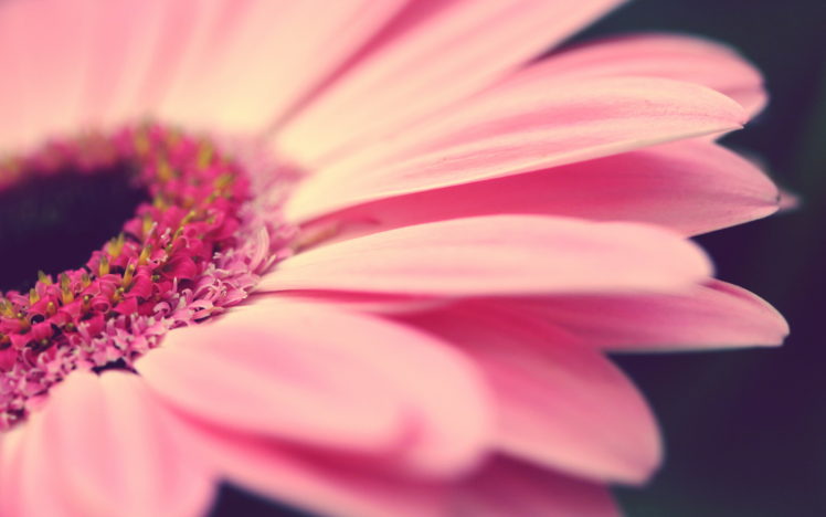 flowers, Gerbera, Pink HD Wallpaper Desktop Background