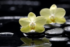 flowers, Orchid, Water