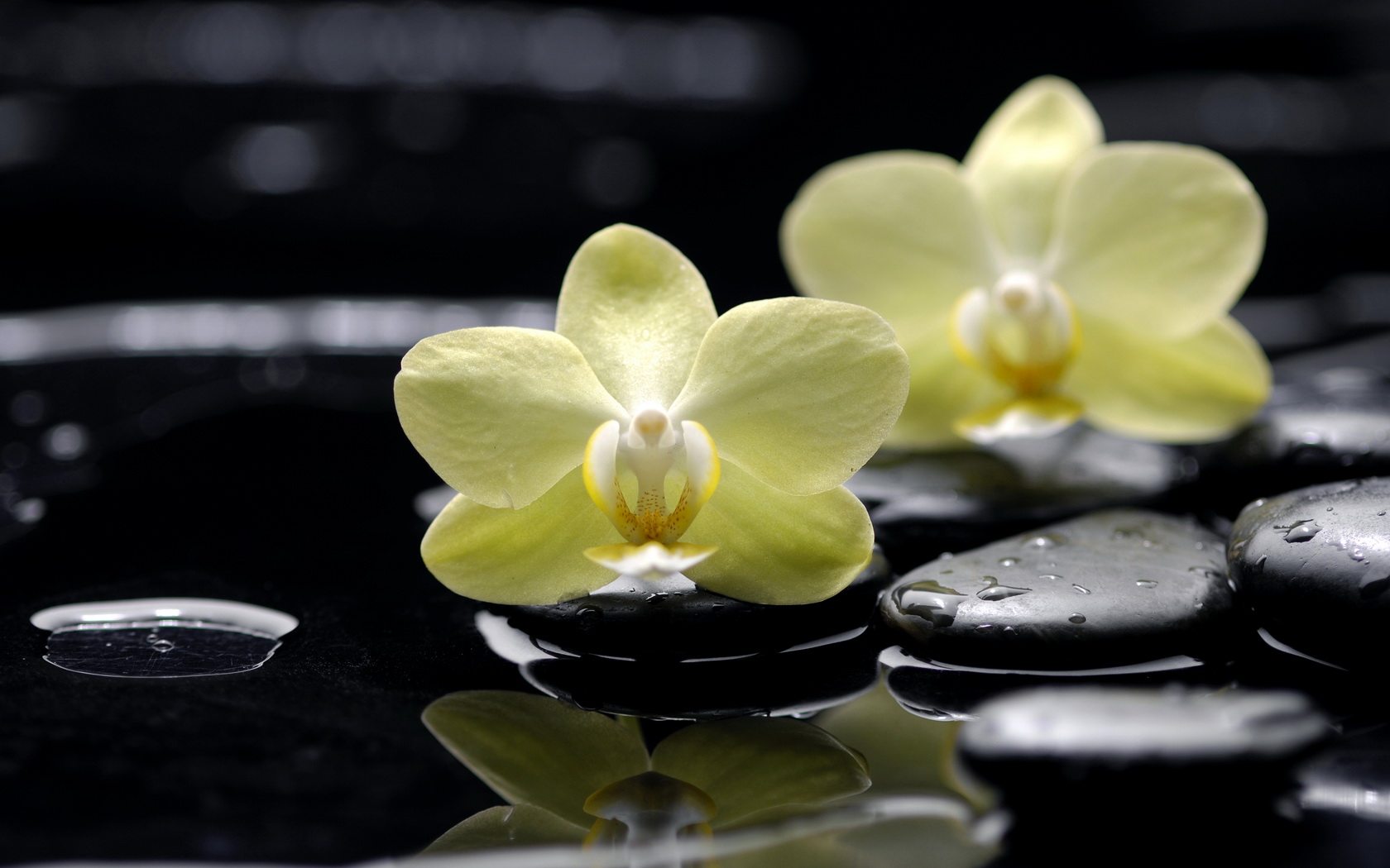 flowers, Orchid, Water Wallpaper