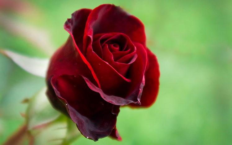 flowers, Rose, Red HD Wallpaper Desktop Background