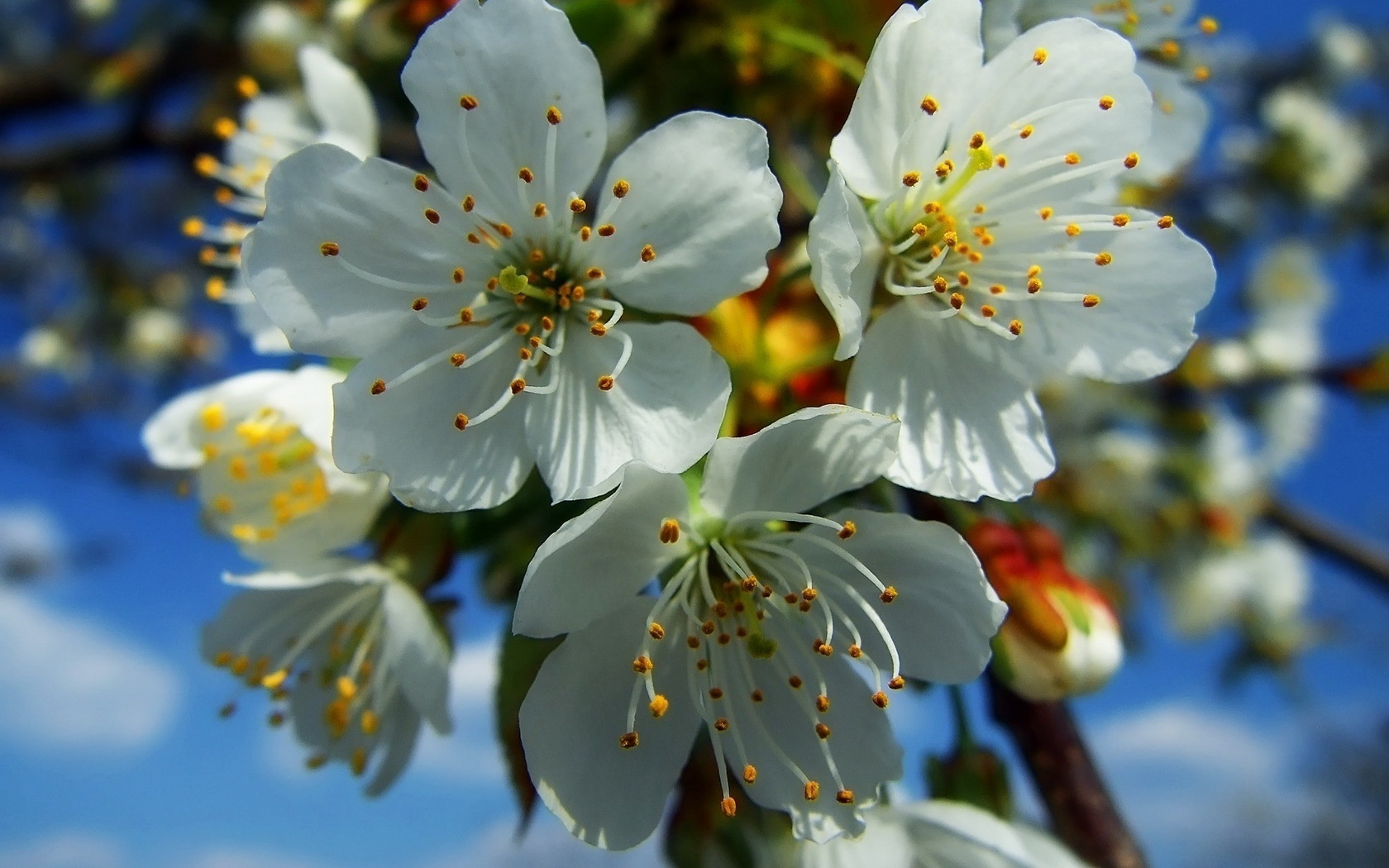 flowers, Tree, Branches, White Wallpaper