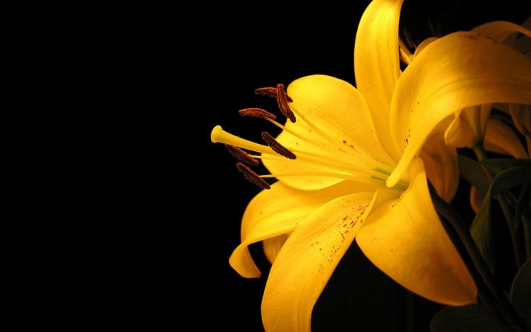 flowers, Yellow HD Wallpaper Desktop Background
