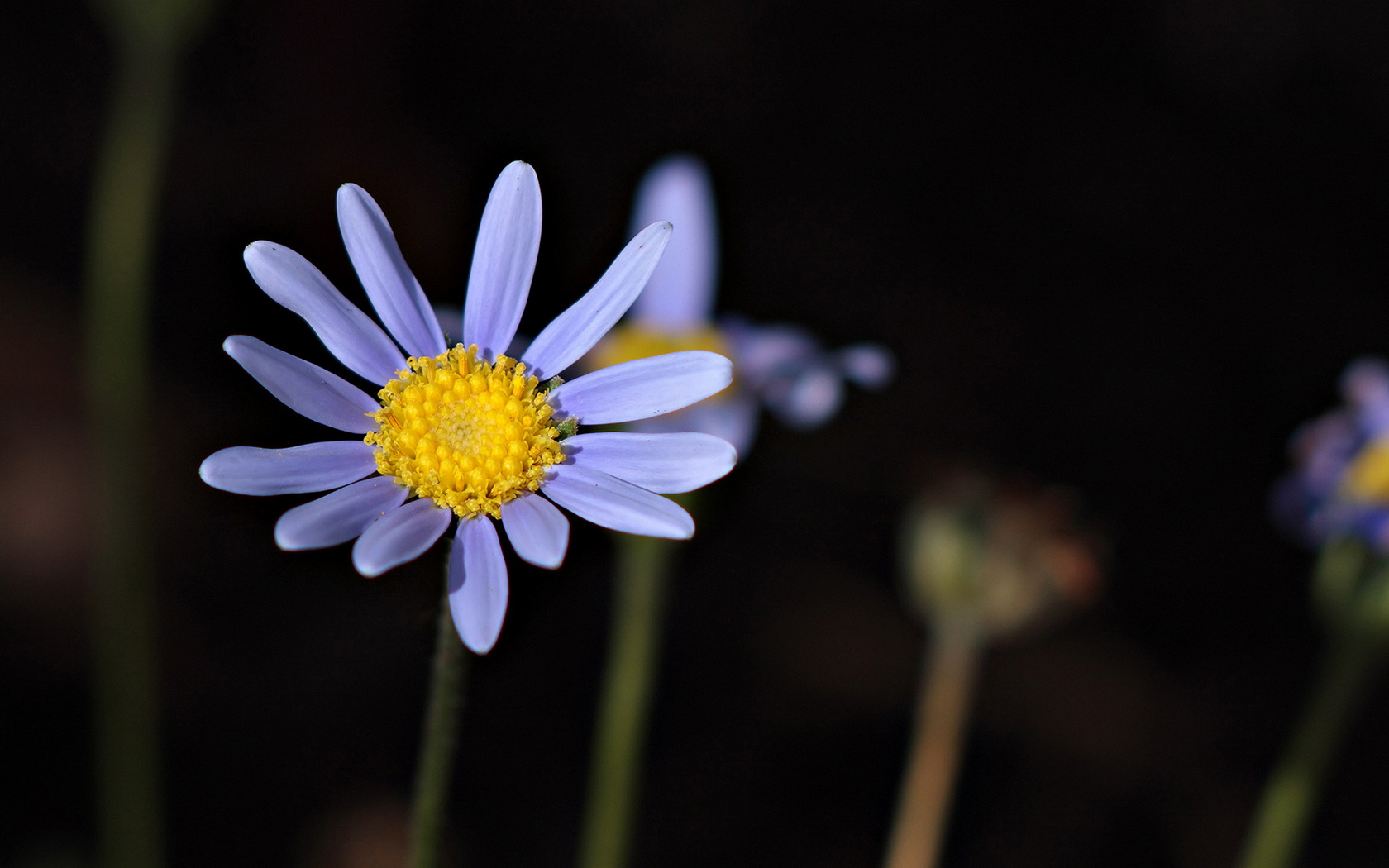 flowers, Blue Wallpaper