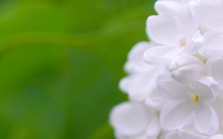 flowers, White HD Wallpaper Desktop Background
