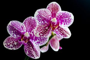 flowers, Orchid