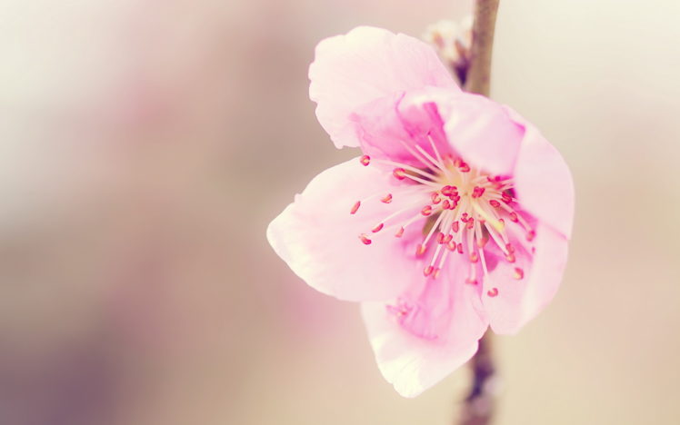 flowers, Pink HD Wallpaper Desktop Background