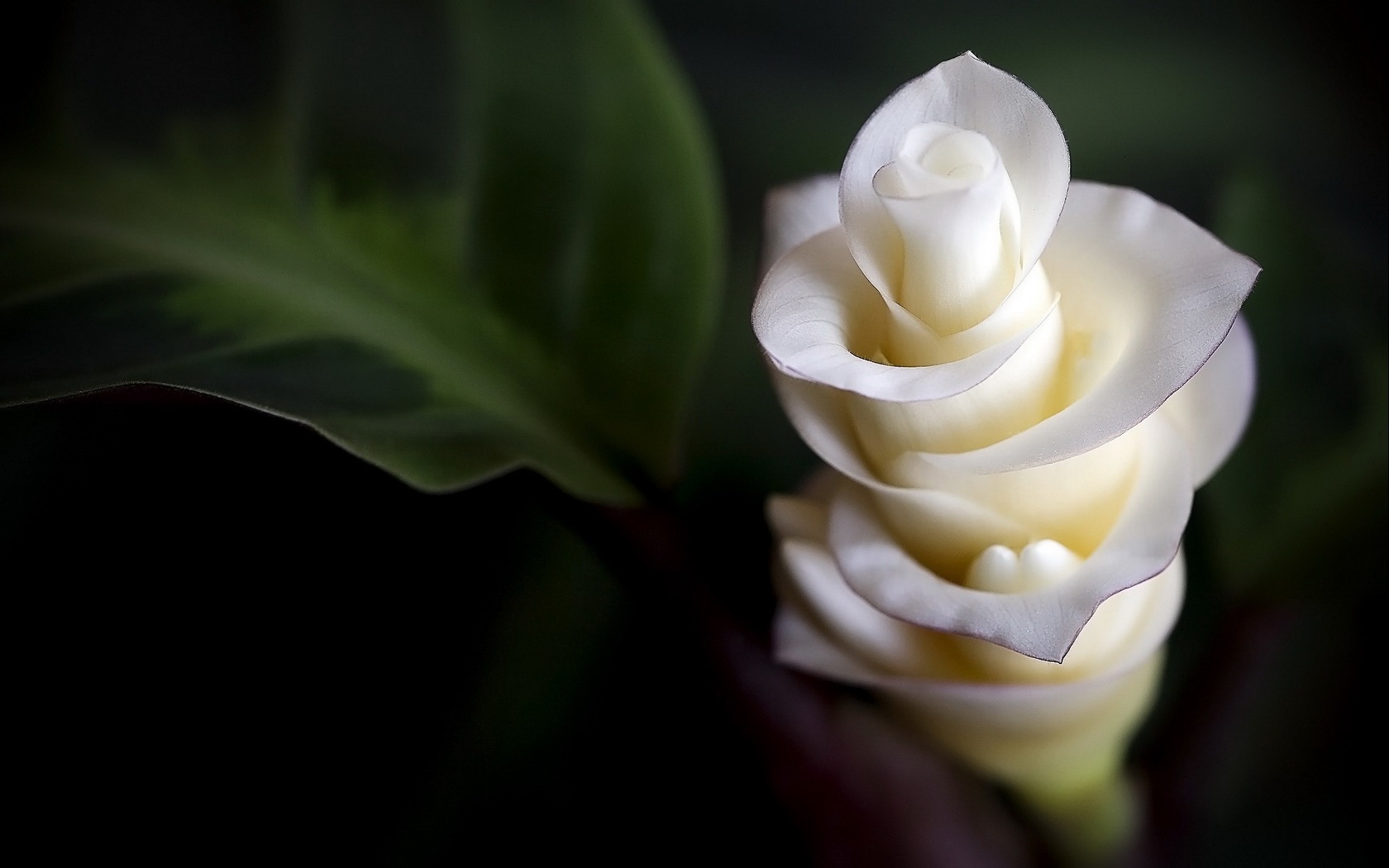 flowers, White Wallpaper
