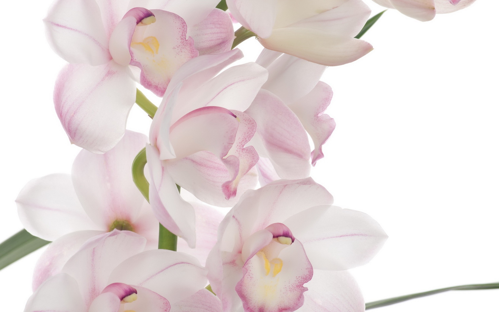 flowers, Orchid Wallpaper