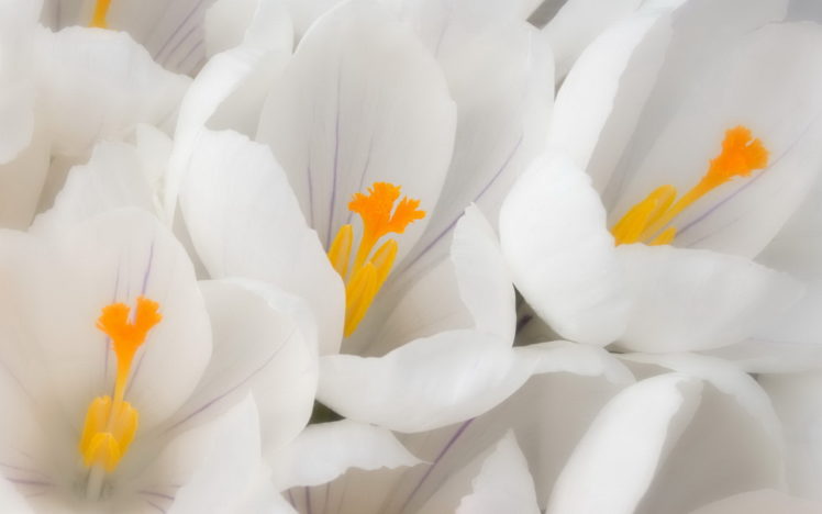flowers, White HD Wallpaper Desktop Background