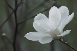 flowers, White